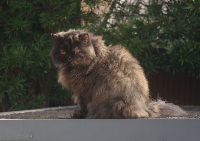 IMGP0347.JPG